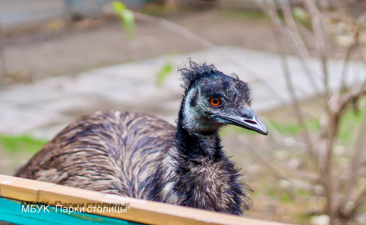 Эму в Симферопольском зооуголке несут изумрудные яйца