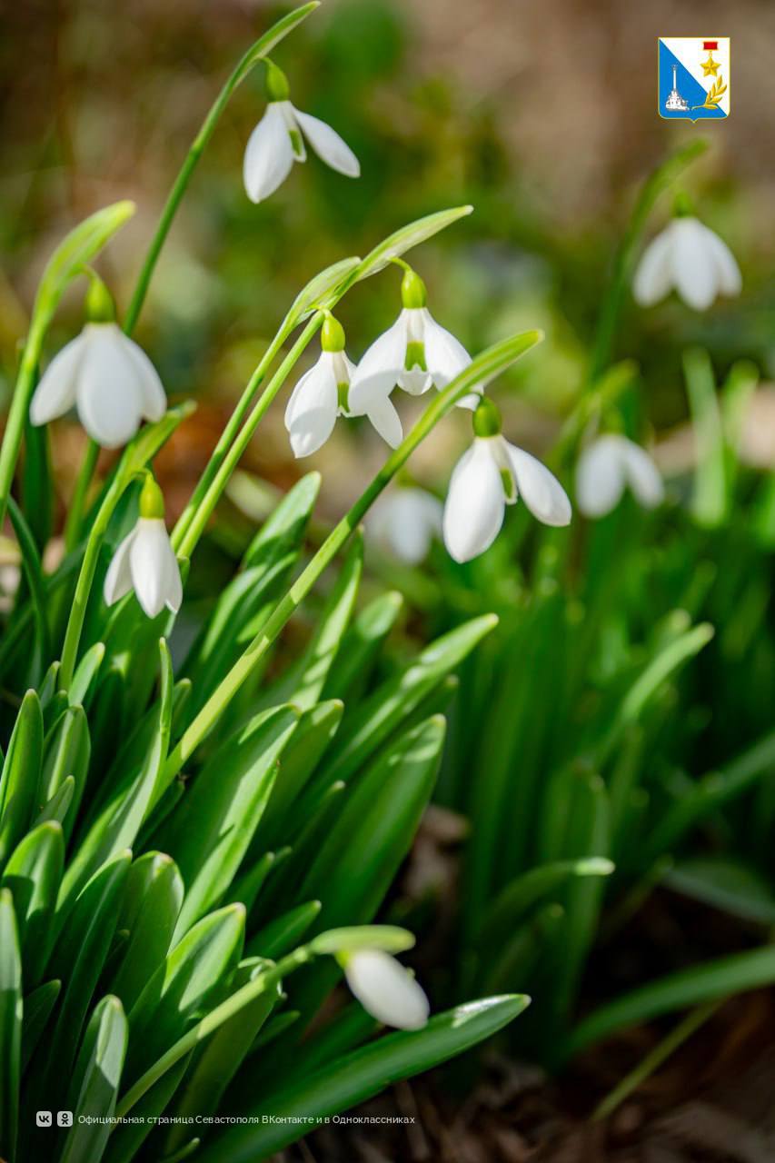 В Севастополе зацвели подснежники В Севастополе зацвели подснежники