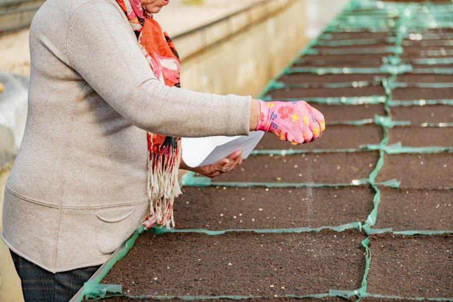 В севастопольских теплицах уже выращивают летние саженцы