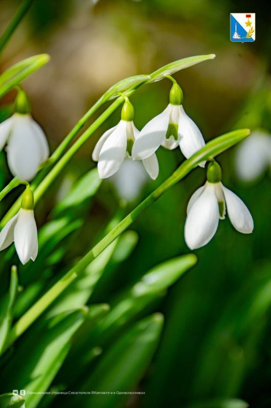 � ����������� ������� �����������