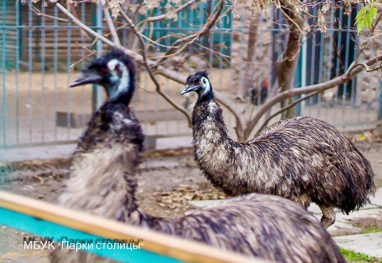 Эму в Симферопольском зооуголке несут изумрудные яйца Эму в Симферопольском зооуголке несут изумрудные яйца