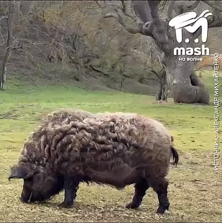 ���: ������ �������, ������ �� ������ ����� ���������, �� ������, ��� ����� � ������� � ���������� 80%