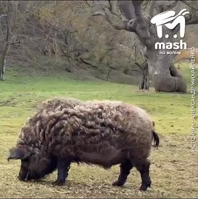 Муд: навела красоту, вылила на волосы тонну стайлинга, но забыла, что живёшь в регионе с влажностью 80%