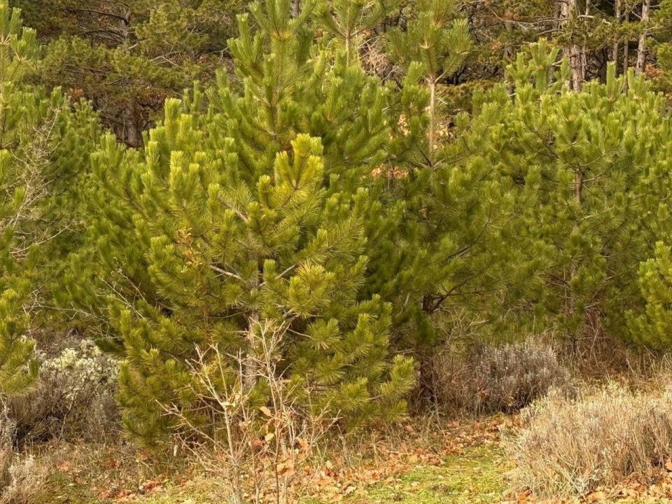 ����� �������: �������, � ������������ ��� � ������ � ����� � �������������� ������