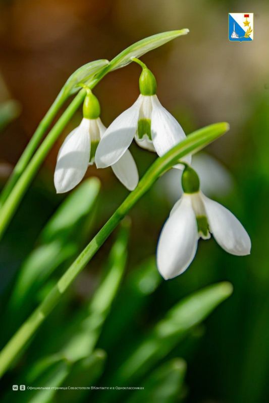 � ����������� ������� �����������