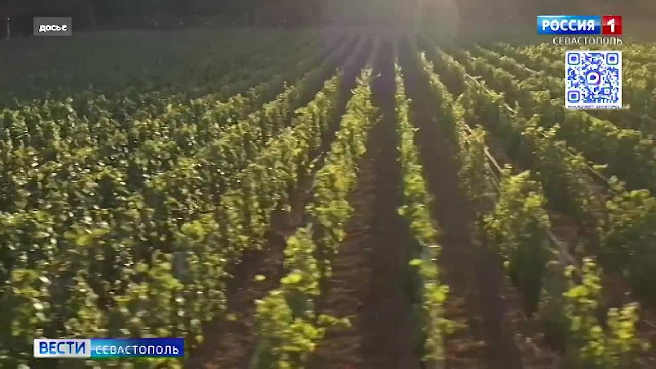 Севастопольского винодела признали лучшим в стране