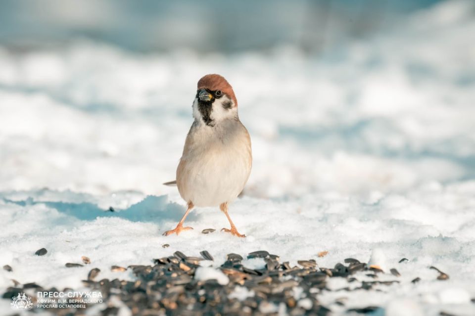 �������������� �������� ������ ������� ����� ������� � �����������