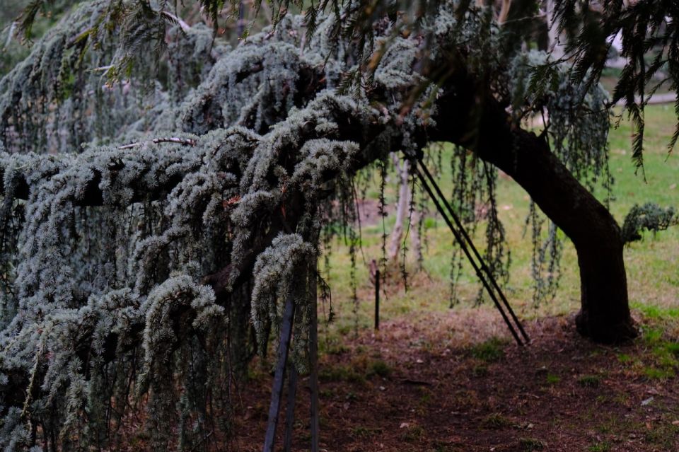 В Ялте начали устанавливать информационные таблички о деревьях региона