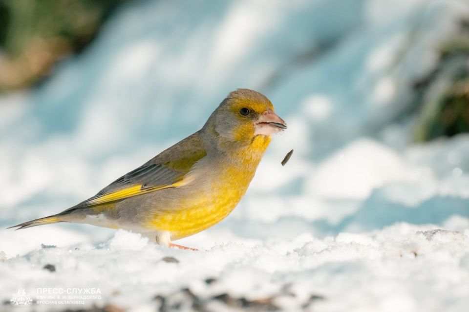 �������������� �������� ������ ������� ����� ������� � �����������