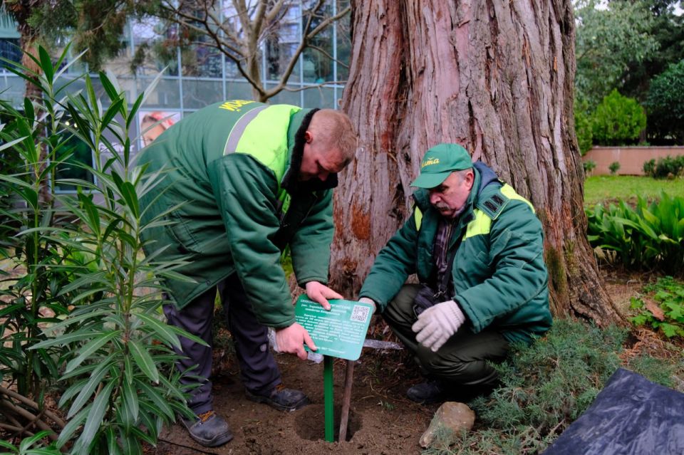 В Ялте начали устанавливать информационные таблички о деревьях региона В Ялте начали устанавливать информационные таблички о деревьях региона