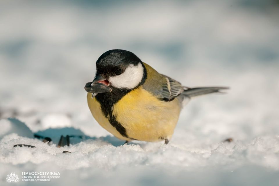 �������������� �������� ������ ������� ����� ������� � �����������