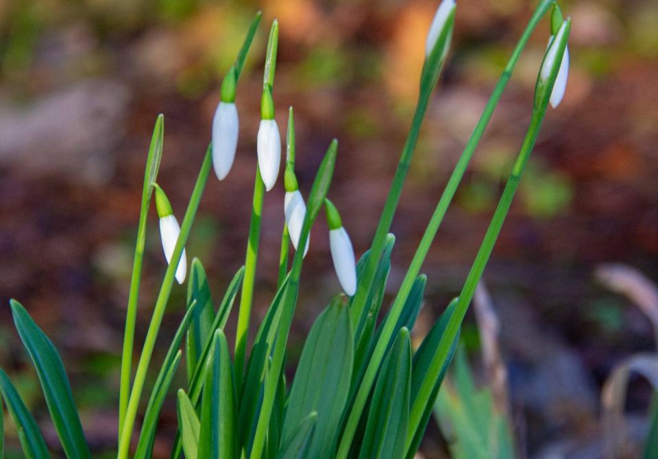 ���� ����: � ���� ��� �����. �����������