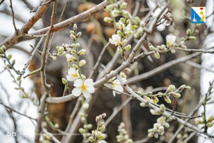 Вы уже видели первый цветущий миндаль?