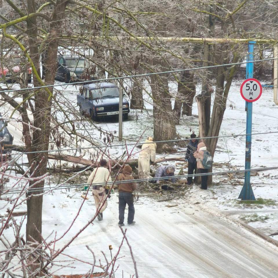 Дерево упало на женщину в Керчи – следователи возбудили уголовное дело
