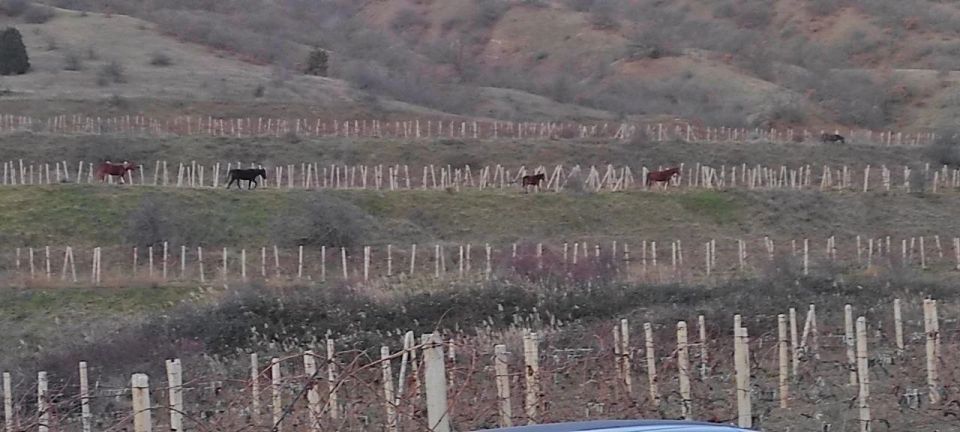 За безнадзорный выпас лошадей в Морском на их владельца составлен административный протокол