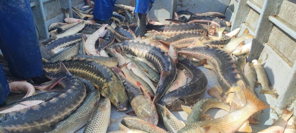 Азовское море может стать главным осетровым морем России Азовское море может стать главным осетровым морем России
