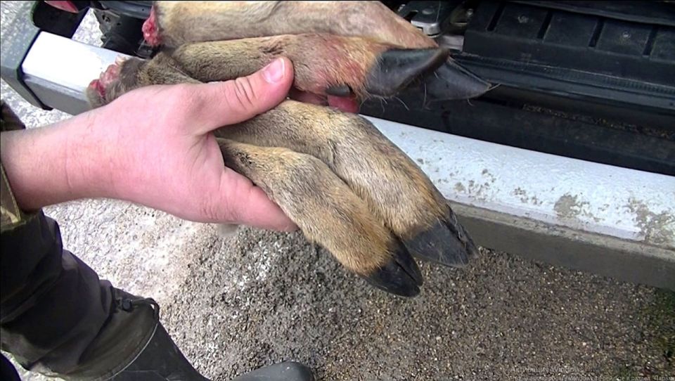 Ольга Шевцова: Охраняем Крым 24/7. Государственные инспекторы Минприроды Крыма выявили факт незаконной добычи косули европейской КАК ЭТО БЫЛО Ольга Шевцова: Охраняем Крым 24/7. Государственные инспекторы Минприроды Крыма выявили факт незаконной добычи косули европейской КАК ЭТО БЫЛО