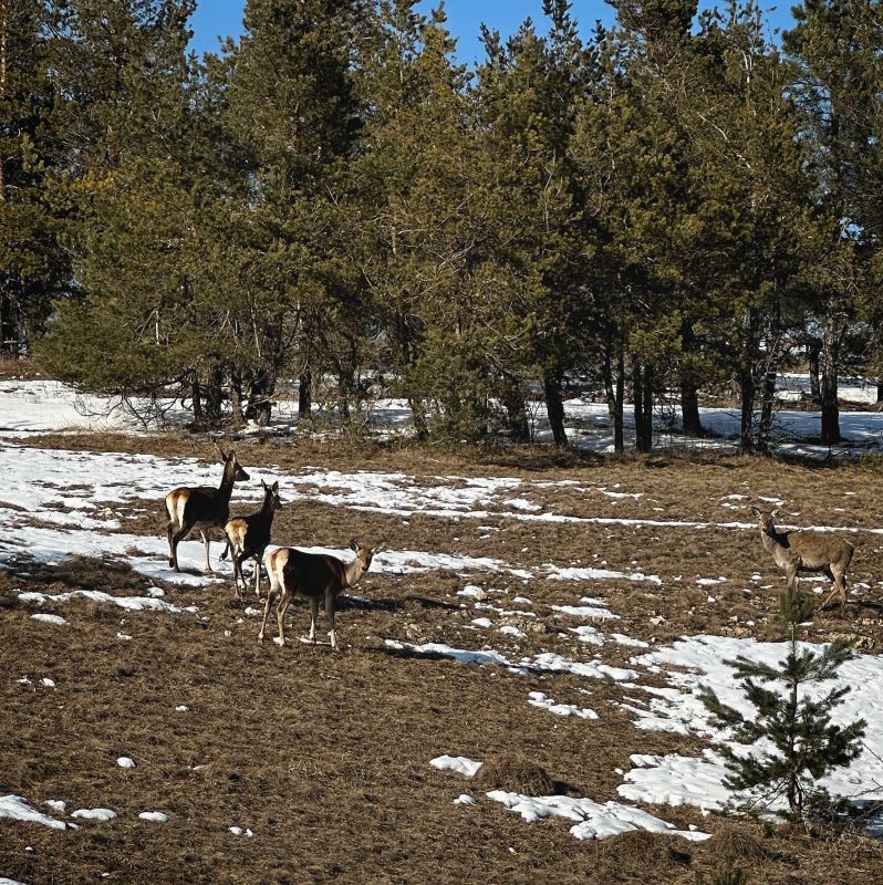 � �� �����, ��� � ������ � ������ ����� ����� �� ��� ����� ����� �������� "�������"?