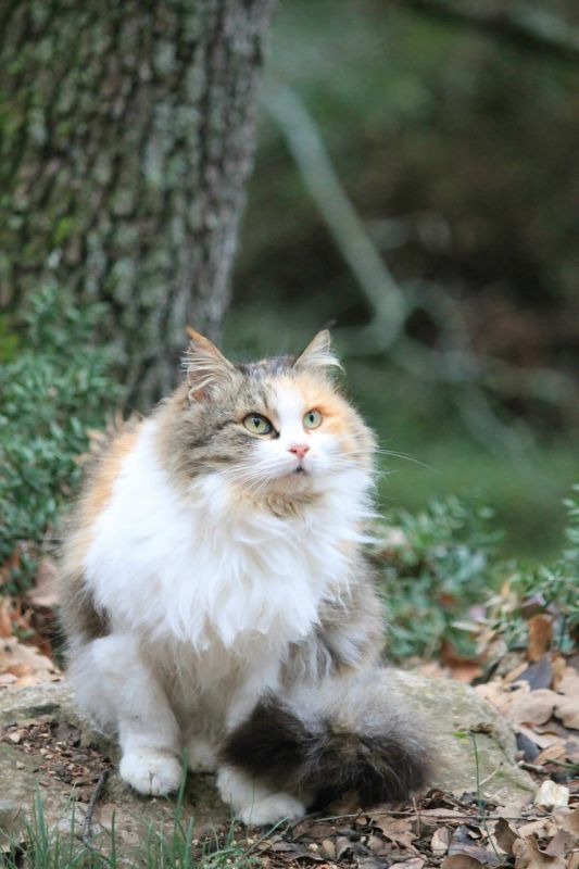 ����������� � ������ ���������� ������������� ����