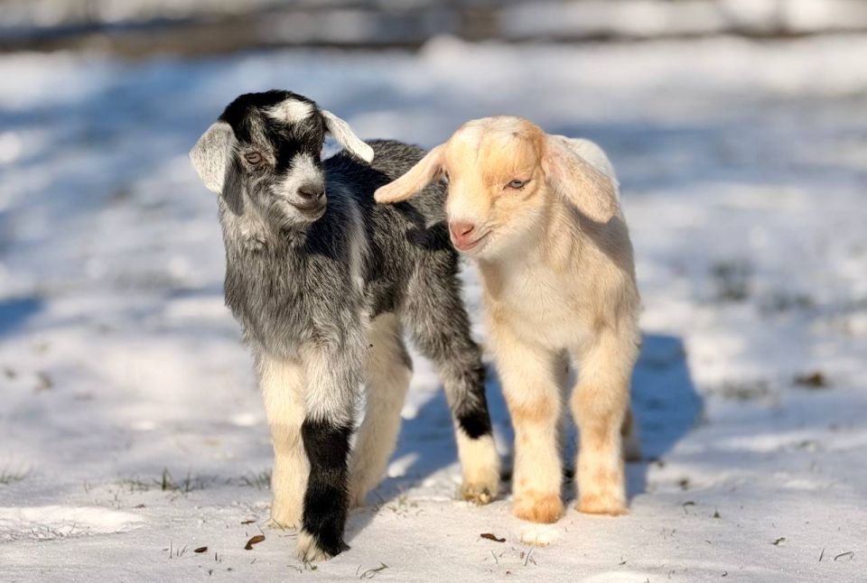 ��� ����� ����� ������� �������� � ��������������� ��������� ����� ���� ���� �����