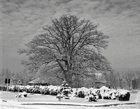 ������� #�����������. �� ���� ������ ���������� 1960-� ����� � ������� ���� � ��� ����� ���������� ������: ��� ��������� ��������