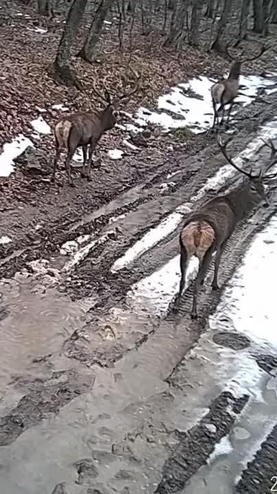 ������� ��������� ���� "��������" � ����������� ����������������