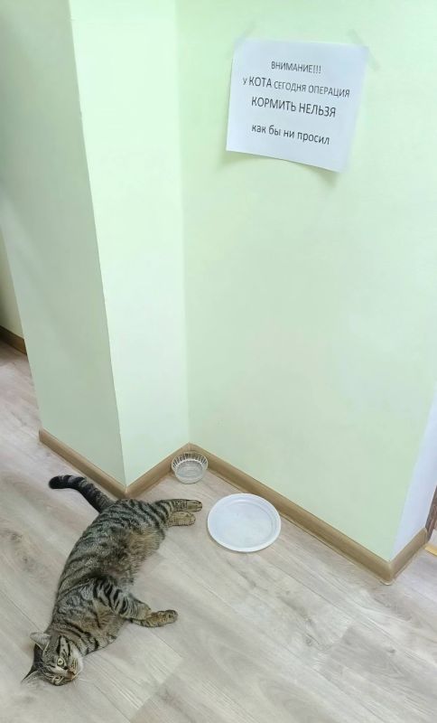 Кота с переломанной задней лапой спасли ялтинские коммунальщики