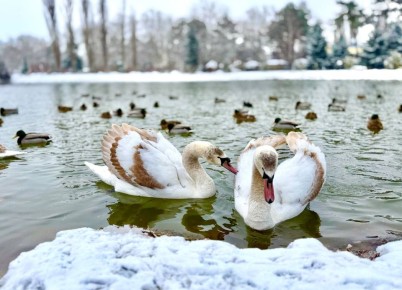 ������� ����������� ������ �����������! ���� � ������ ��������