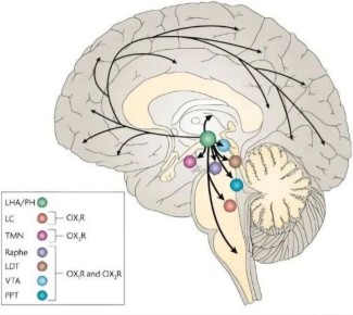 ������ �������� �� ���� ����: ����������� ������ ������� �������