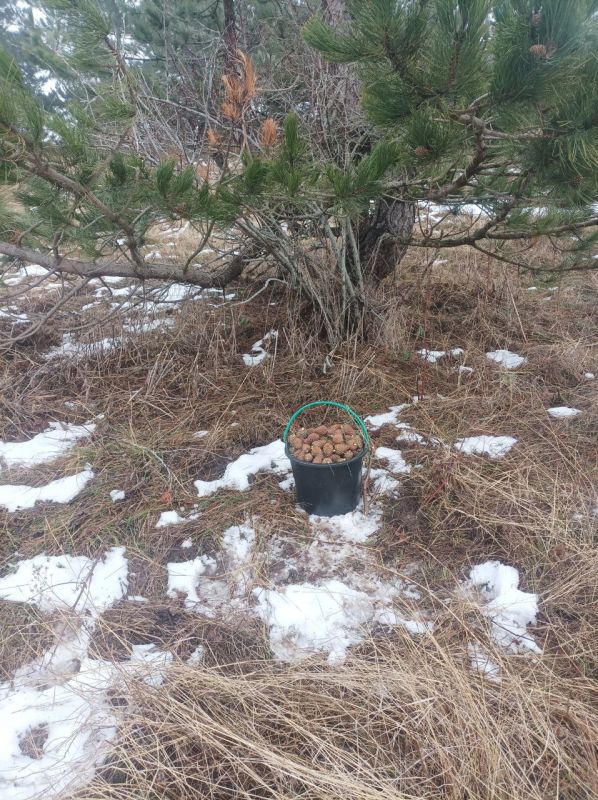 В Крыму началась заготовка семян хвойных лесных пород В Крыму началась заготовка семян хвойных лесных пород