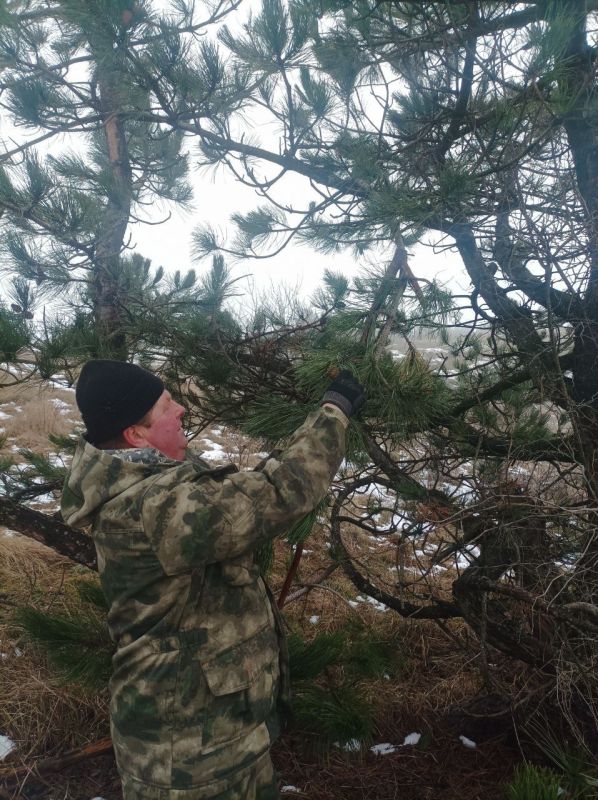 В Крыму началась заготовка семян хвойных лесных пород В Крыму началась заготовка семян хвойных лесных пород