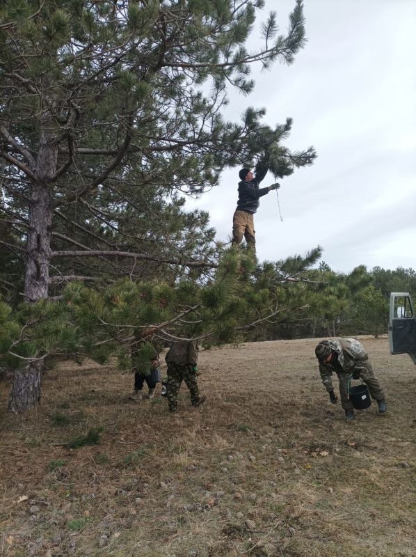 В Крыму началась заготовка семян хвойных лесных пород В Крыму началась заготовка семян хвойных лесных пород