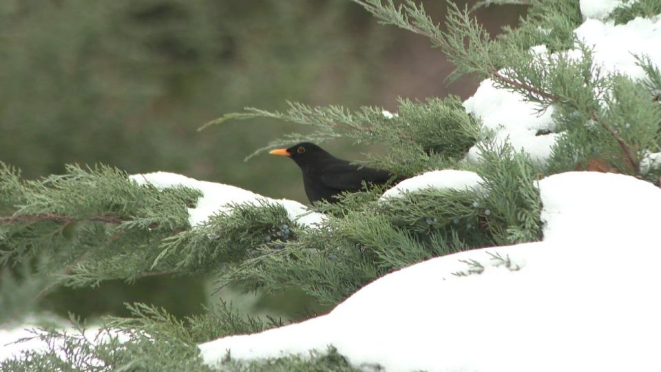 ������ ����, �����������!. #����������� #����