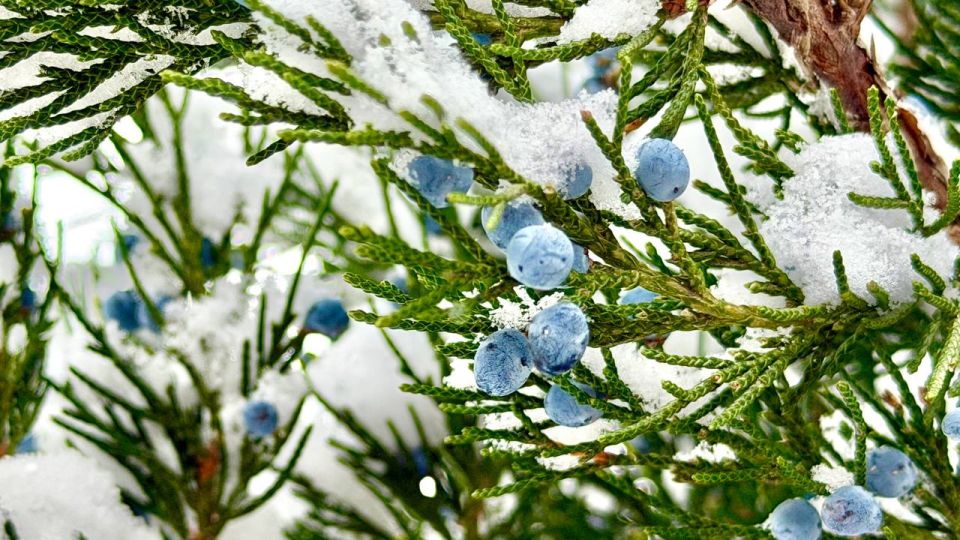 ������� ����������� ������ �����������! ���� � ������ ��������