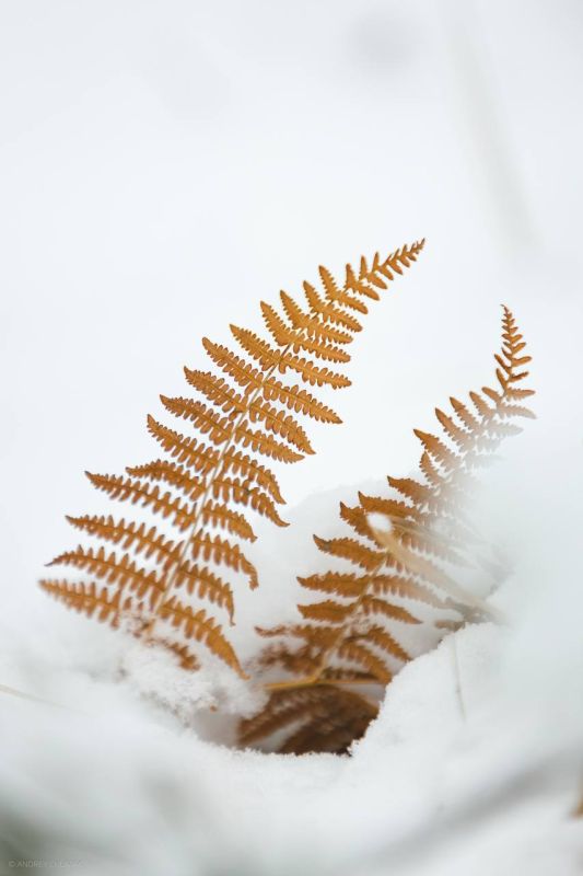 ������ � ���� ����������� �����