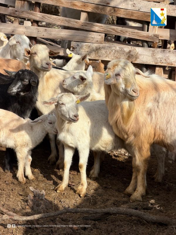 В Севастополе ветеринары начали весеннюю диагностику туберкулёза и вакцинацию мелкого рогатого скота
