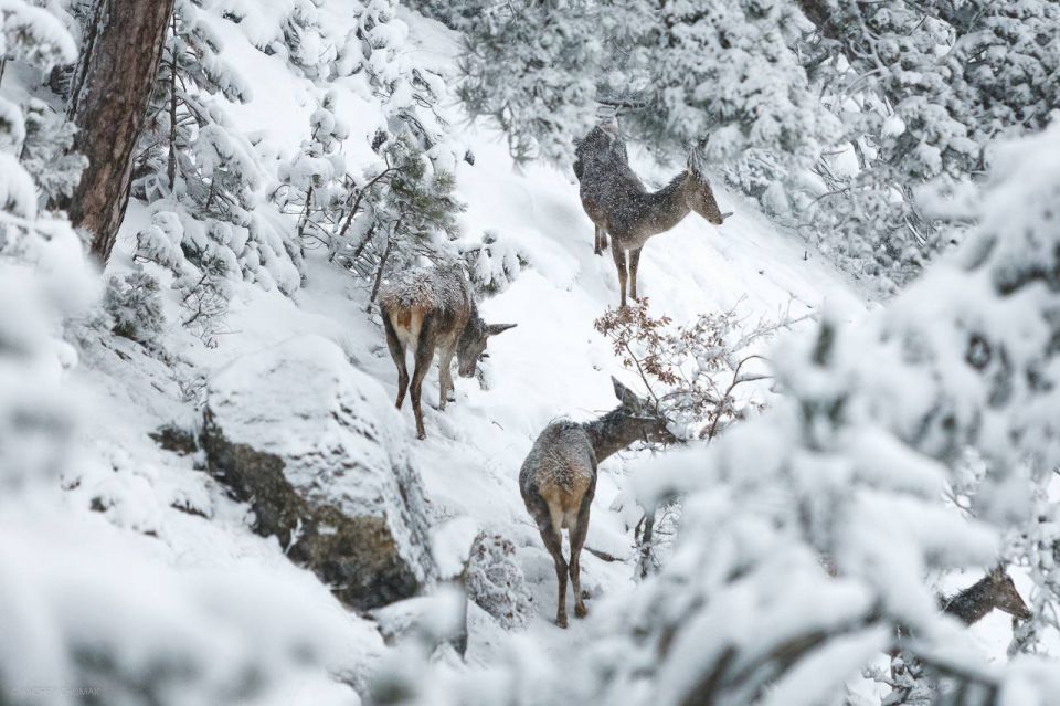 ������ � ���� ����������� �����