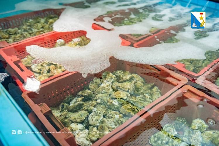 Поддерживаем развитие аквакультуры в Севастополе