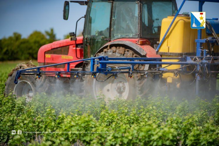 Департамент сельского хозяйства Севастополя принимает заявки на субсидии для аграриев