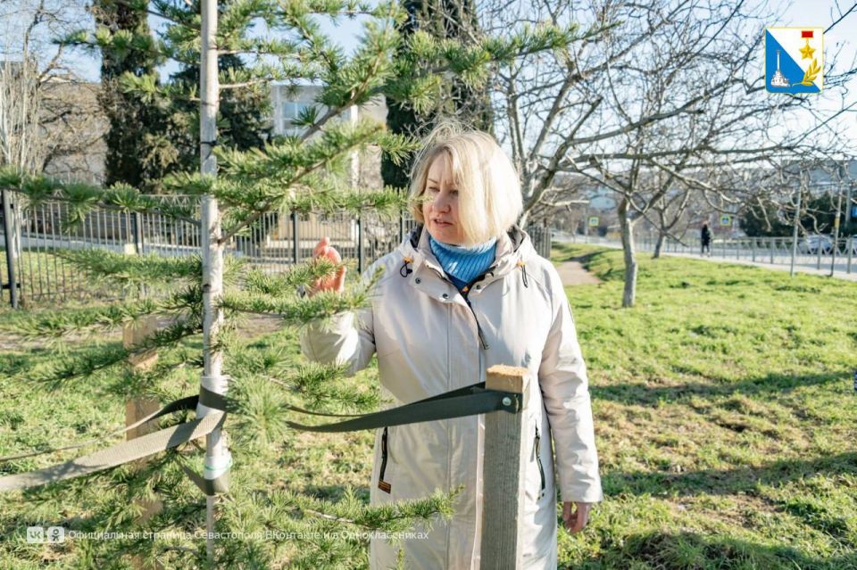 На улице Семипалатинской высадили 146 деревьев