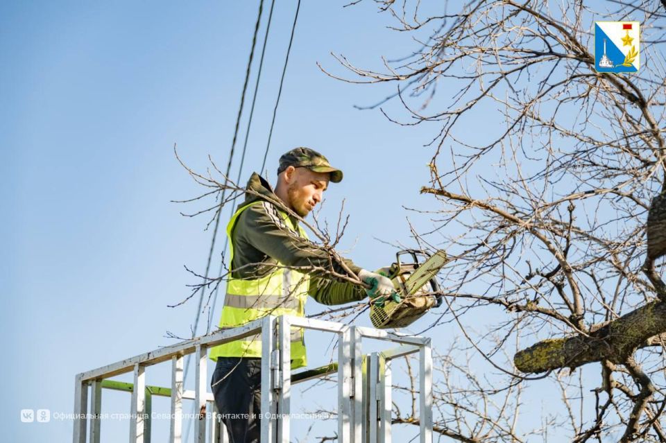 На улице 2-й Бастионной обрезают аварийные ветки и сухие деревья На улице 2-й Бастионной обрезают аварийные ветки и сухие деревья