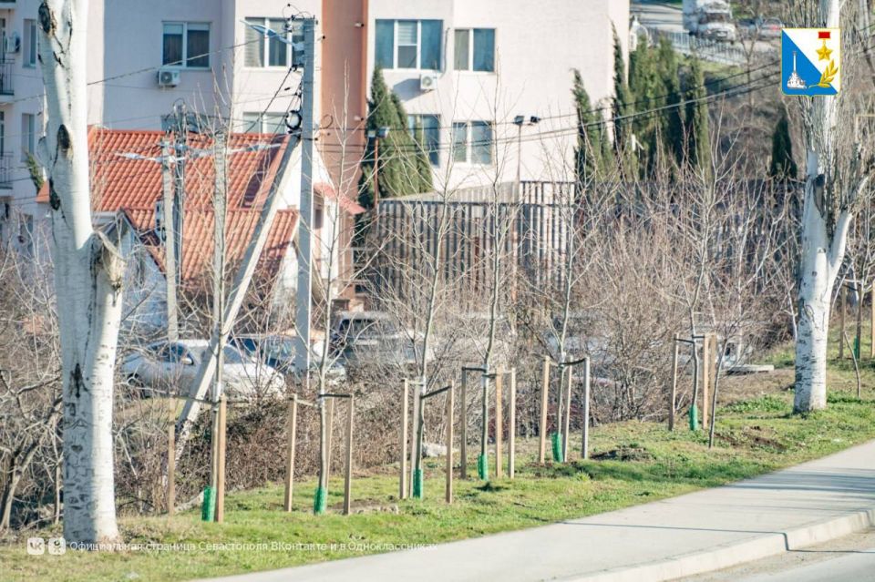 На улице Семипалатинской высадили 146 деревьев На улице Семипалатинской высадили 146 деревьев