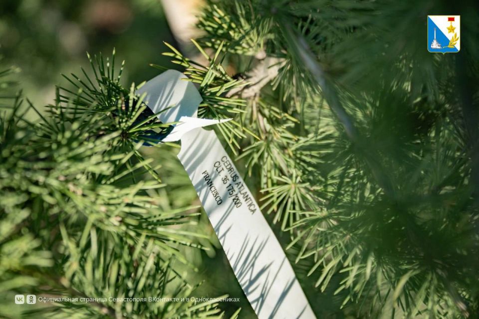 На улице Семипалатинской высадили 146 деревьев На улице Семипалатинской высадили 146 деревьев