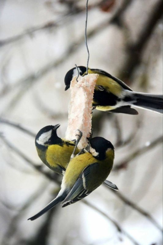 ���������� ����� �� ���������� ������ ������� ������, ������������ �� ������������� ����������� ��������� � ������������ ������������� ��������