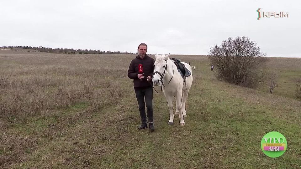 Друзья не разлей вода: как севастопольцы и их четвероногие питомцы помогают друг другу