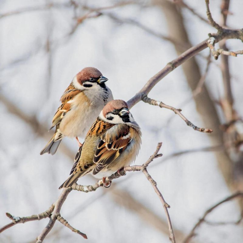 ������� ������ � ����� �� 22 �������