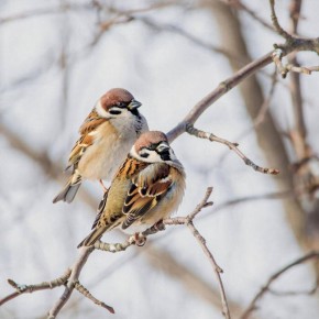 Какая погода ждёт жителей и гостей Крыма 23 февраля