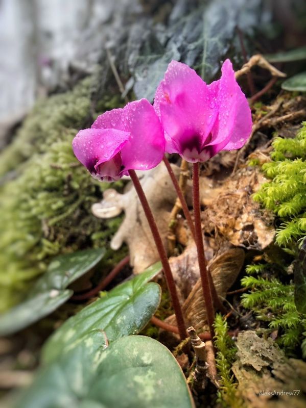 Розовая нежность в февральском холодном лесу