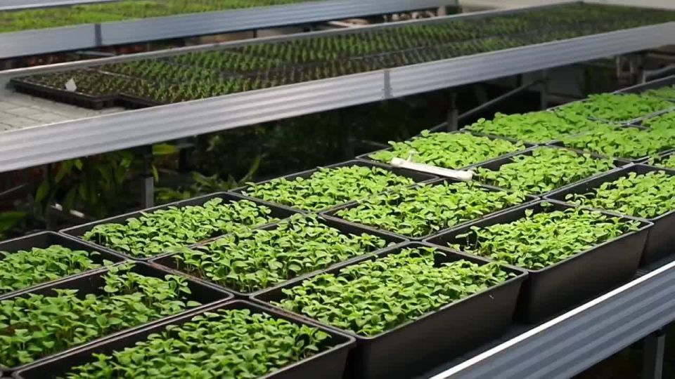 � ����������� ������� ����� 60 ����� �������� � ������� ����������