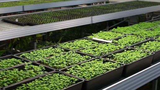 В Симферополе высадят более 60 тысяч растений к майским праздникам